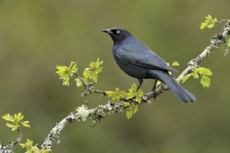 Brewer's Blackbird (Euphagus cyanocephalus), British Columbia, Canada