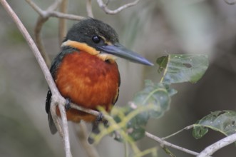 Green-and-rufous Kingfisher (Chloroceryle inda), Pantanal, Brazil