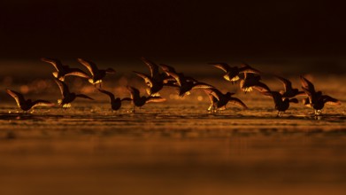Sanderling (Calidris alba) flock flying, Asturias, Spain