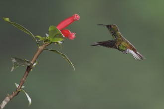 Coppery-headed Emerald (Elvira cupreiceps) flying and feeding at a flower in the cloud forest of