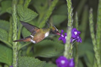 White-crested Coquette (Lophornis adorabilis), Costa Rica