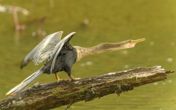 Weiblicher Amerikanische Schlangenhalsvogel (Anhinga anhinga)