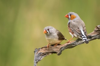 Zebra Finch (Taeniopygia guttata castanotis) pair, Northern Territory, Australia