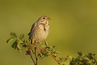 Corn Bunting (Emberiza calandra) male, Armenia