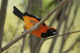Venezuelan Troupial (Icterus icterus), Pantanal, Brazil