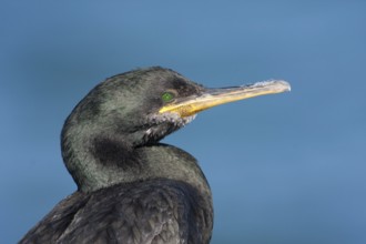 European Shag (Phalacrocorax aristotelis), Mallorca, Spain