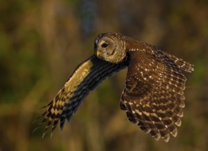 Barred Owl (Strix varia) flying, Florida, USA