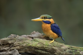 Rufous-collared Kingfisher (Actenoides concretus) male perched on a branch, Pahang, Malaysia