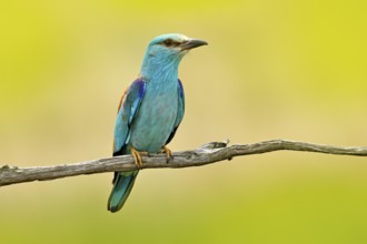 European Roller sitting on the branch, blurred yellow background. Wildlife scene from Europe nature