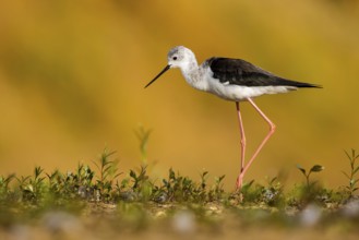 Black-winged Stilt (Himantopus himantopus) female foraging, North Rhine-Westphalia, Germany