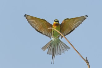 Blauschwanzspint (Merops philippinus) im Anflug auf seinen Ansitzast am Strand von Waikkal Sri