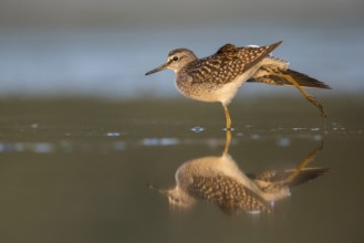 Wood Sandpiper (Tringa glareola) stretching, Poland