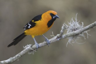 Altamira Oriole (Icterus gularis), Texas, USA