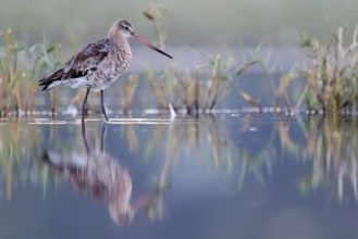 Black-tailed Godwit (Limosa limosa), Danube Delta, Romania