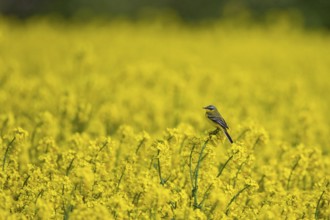 Western Yellow Wagtail (Motacilla flava) male perched in flowering rape field, Baden-Wuerttemberg,