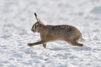 European Hare (Lepus europaeus) adult in snow covered field, North Rhine-Westphalia, Germany