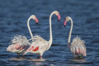 Greater Flamingo (Phoenicopterus roseus), Sardinia, Italy