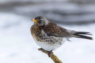 Fieldfare (Turdus pilaris) perched on a branch, Mecklenburg-Western Pomerania, Germany