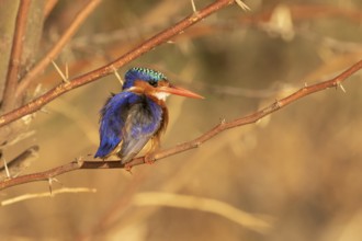 Malachite Kingfisher (Corythornis cristatus), Lake Baringo, Kenya