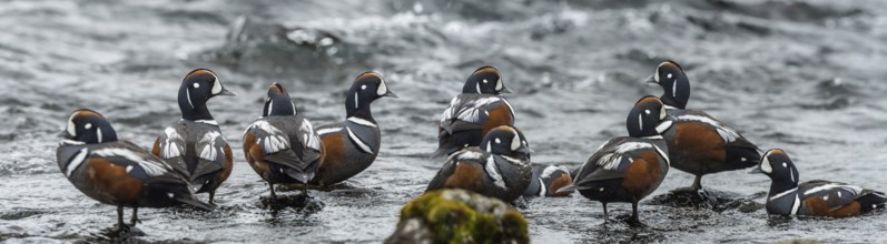 Harlequin Duck (Histrionicus histrionicus) male, Iceland