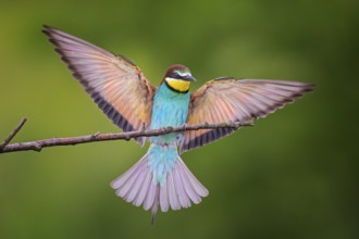 European Bee-eater (Merops apiaster) perched on a branch, Saxony-Anhalt, Germany
