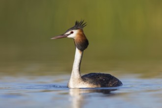 Australasian Crested Grebe (Podiceps cristatus australis), Victoria, Australia