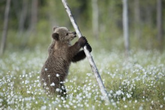 Eurasian Brown Bear (Ursus arctos) cub standing at tree trunk in white cottongrass, Finland