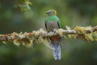 Resplendent Quetzal, Savegre in Costa Rica with green forest in background. Magnificent sacred