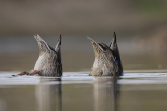 Mallard (Anas platyrhynchos) females dabbling, North Rhine-Westphalia, Germany