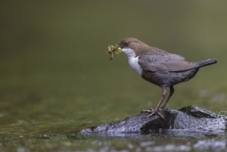 White-throated Dipper (Cinclus cinclus) with food in its beak, North Rhine-Westphalia, Germany
