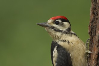 Great Spotted Woodpecker (Dendrocopos major) juvenile, Utrecht, Netherlands