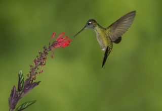 Magnificent Hummingbird (Eugenes fulgens) - San Gerrardo de Dota, Costa Rica