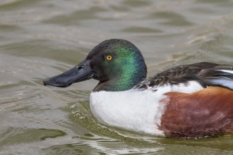 Northern Shoveler (Anas clypeata), male swimming on marsh, Tablas de Daimiel, Castilla la Mancha,