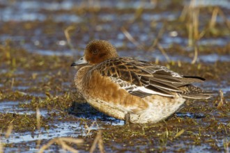 Eurasian Wigeon (Mareca penelope) female, Netherlands