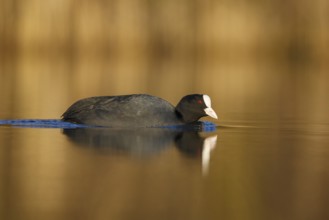 Eurasian Coot (Fulica atra), North Rhine-Westphalia, Germany