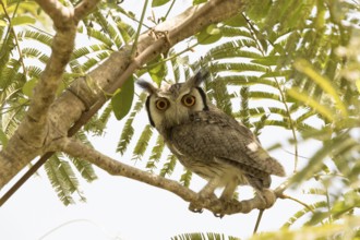 Northern White-faced Owl (Ptilopsis leucotis), Gambia
