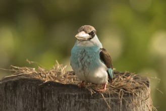 Blue-breasted Kingfisher (Halcyon malimbica), Gambia