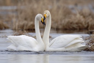 Whooper Swan (Cygnus cygnus) mating, Vaestergoetland, Sweden