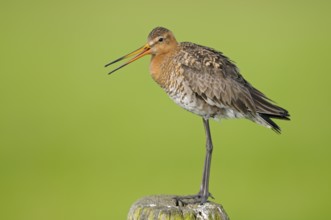 Uferschnepfe (Limosa limosa), Black-tailed Godwit, rufender Altvogel auf Sitzwarte, Mai, Nijkerk,