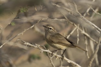 Plain Leaf Warbler (Phylloscopus neglectus), Oman