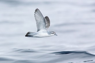 Fairy Prion (Pachyptila turtur) flying, Victoria, Australia