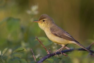 Melodious Warbler (Hippolais polyglotta) male, Rhineland-Palatinate, Germany