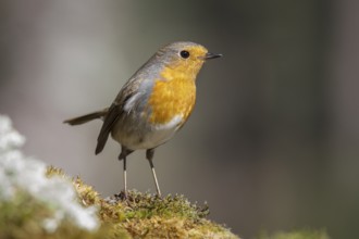 European Robin (erithacus rubecula) perched on moss, Galicia, Spain