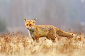 Red Fox hunting, Vulpes vulpes, wildlife scene from Europe. Orange fur coat animal in the nature