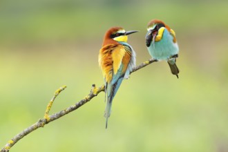 European Bee-eater (Merops apiaster) regurgitating pellet, Andalusia, Spain