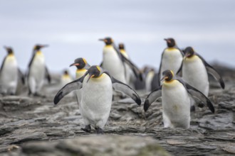 King Penguin (Aptenodytes patagonicus) group, South Georgia
