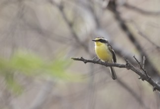 Tumbes Tyrant (Tumbezia salvini) perched on a branch, Lambayeque, Peru
