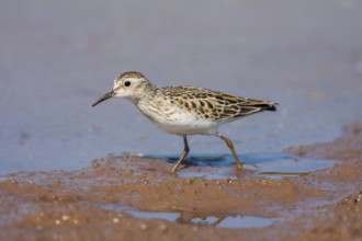 Least Sandpiper Calidris minutilla Beaver Bay, Minnesota, United States 15 September Adult