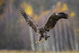 White-tailed Eagle (Haliaeetus albicilla) juvenile flying, Poland