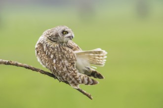 Short-eared Owl (Asio flammeus) perched on a branch, Emilia-Romagna, Italy